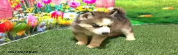 Siberian Husky dogs for sale: Honey - Ad 4