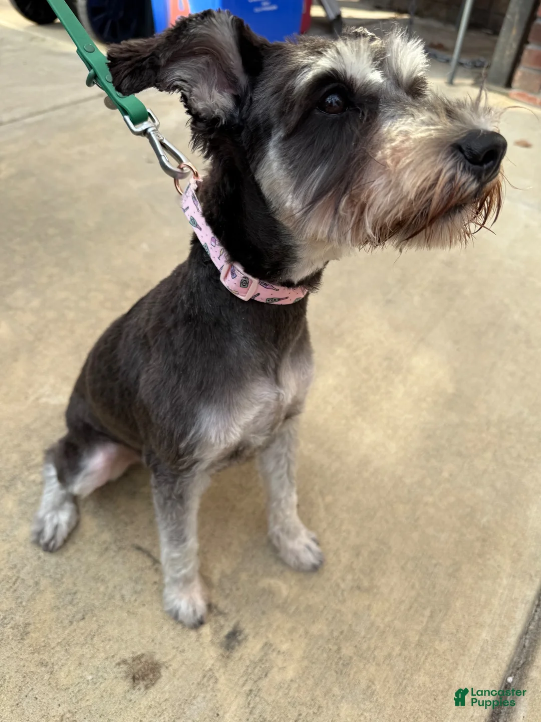 Schnoodle dogs for sale: Bruno Mars - Ad 2