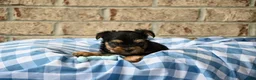 Morkie dogs for sale: Clint - Ad 3