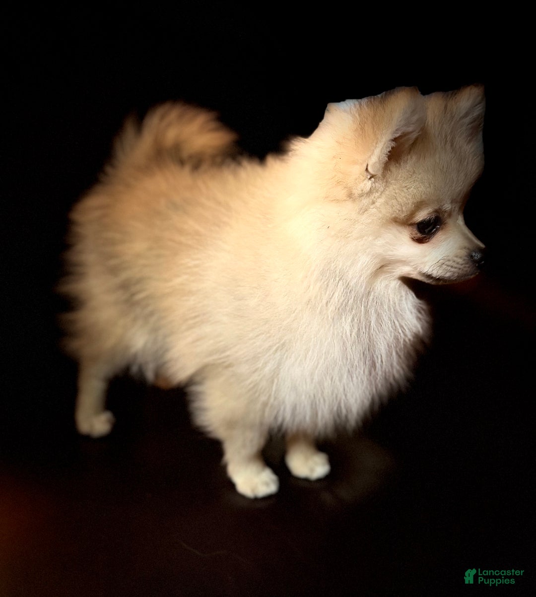 Pomeranian dogs for sale: Sweet Cash - Ad 2