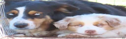 Australian Shepherd dogs for sale: Red merle male with one blue eye - Ad 6
