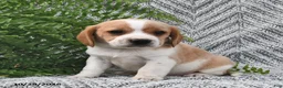 Mixed Breed dogs for sale: Patrick - Ad 2