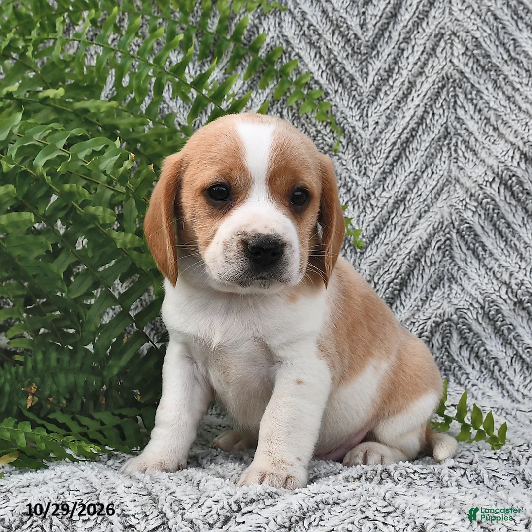 Mixed Breed dogs for sale: Patrick - Ad 2