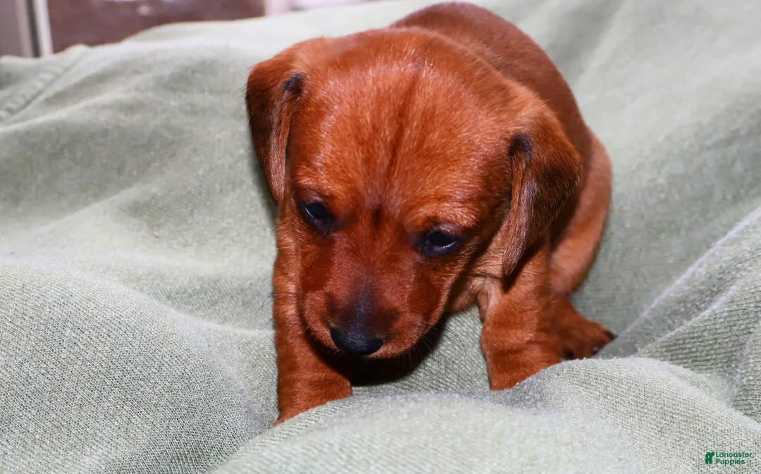 Miniature Dachshund dogs for sale: Copper - Ad 4