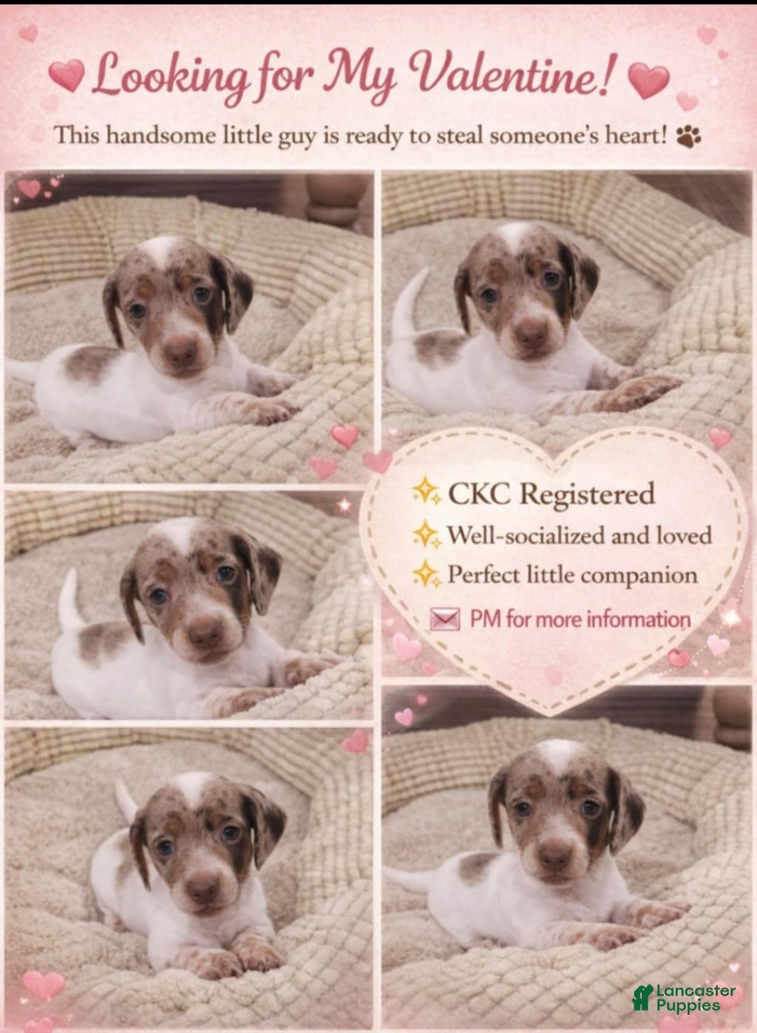 Dachshund dogs Dachshund Puppy 1 - Ad 19