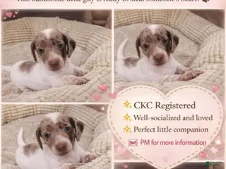 Dachshund dogs Dachshund Puppy 1 - Ad 19