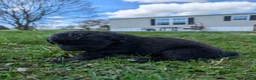 Newfoundland dogs for sale: Haven - Ad 13