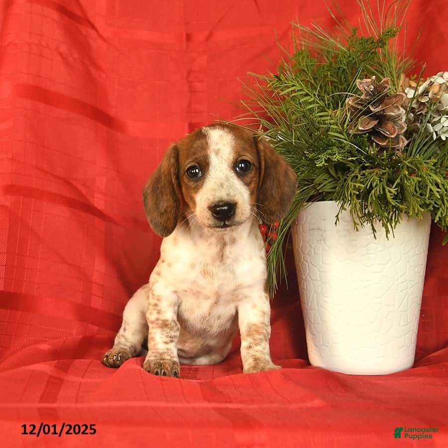 Miniature Dachshund dogs Angel  - Ad 39