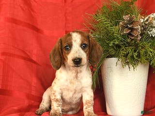 Miniature Dachshund dogs Angel - Ad 30