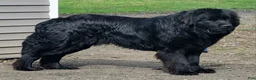 Newfoundland dogs for sale: Theo - Ad 26