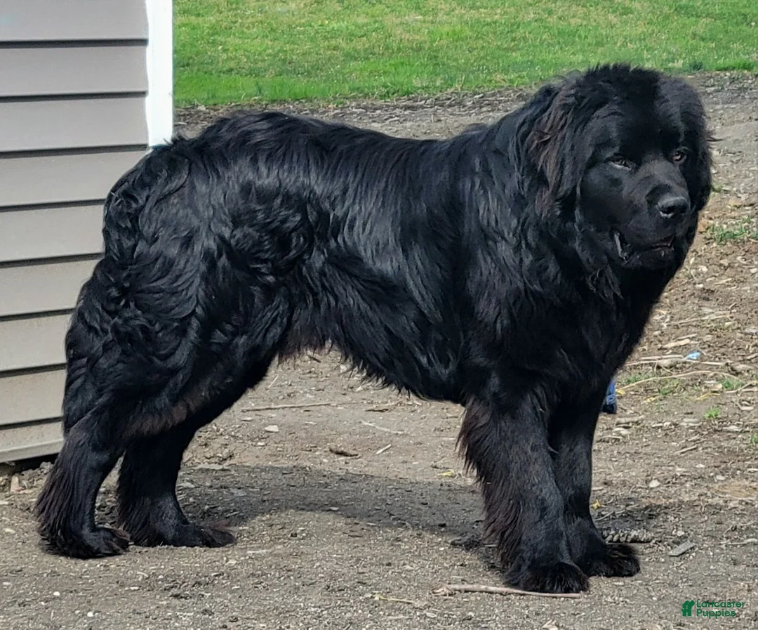 Newfoundland dogs for sale: Theo - Ad 26