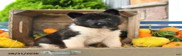 Akita dogs for sale: Nessie - Ad 4