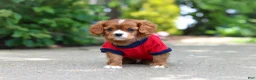 Cavalier King Charles Spaniel dogs for sale: Charlie - Ad 6