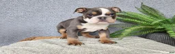 English Bulldog dogs for sale: Elliot - Ad 12