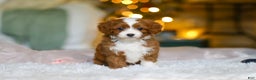 Cavapoo dogs for sale: Holly - Ad 7