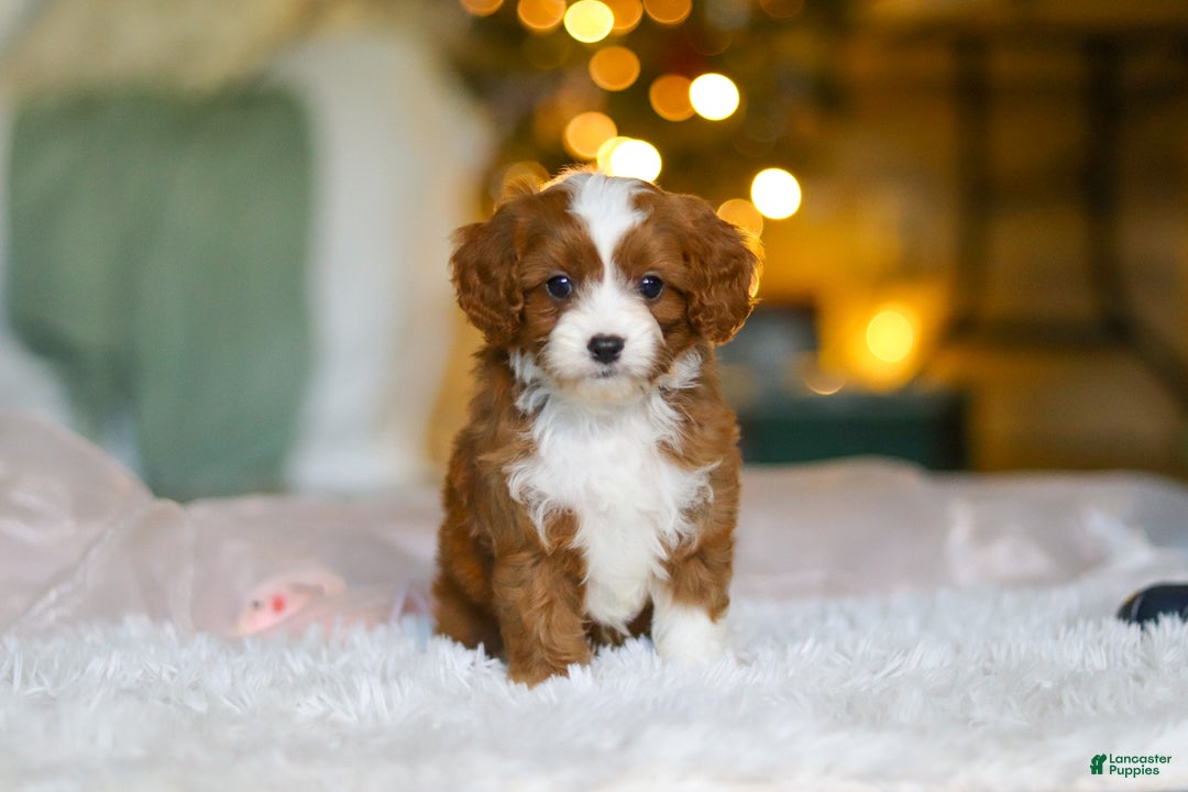 Cavapoo dogs for sale: Holly - Ad 7