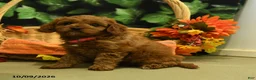 Cavapoo dogs for sale: Cinnamon - Ad 3