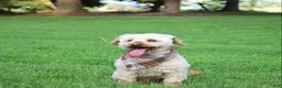Miniature Poodle dogs for sale: Chief - Ad 5