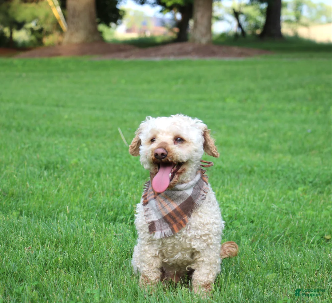Miniature Poodle dogs for sale: Chief - Ad 5