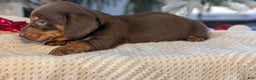 Miniature Dachshund dogs for sale: Finn - Ad 9