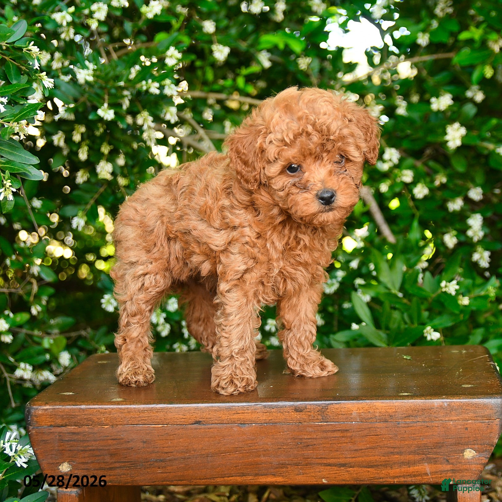 Toy Poodle dogs for sale: Salem - Ad 3