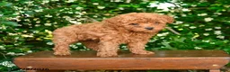 Toy Poodle dogs for sale: Salem - Ad 1