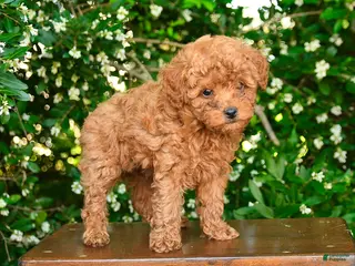 Toy Poodle dogs for sale: Salem - Ad 3