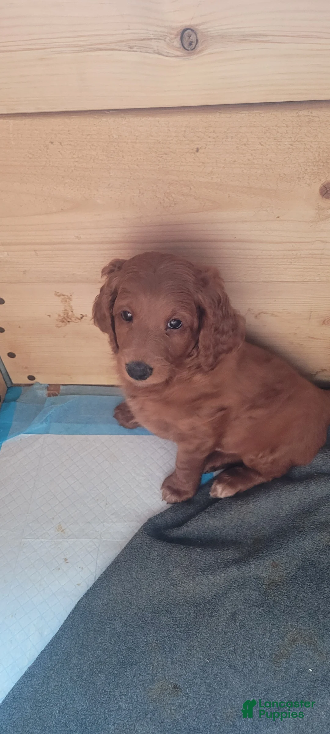 Mini Goldendoodle dogs for sale: Mini Goldendoodle Male 2 - Ad 2