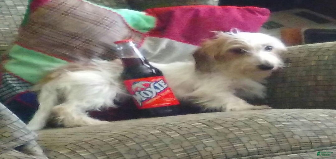 Gallery Image {{count}}