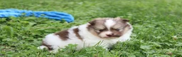 Pomeranian dogs for sale: Bentley  - Ad 14