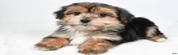Morkie dogs for sale: Ronnie - Ad 2