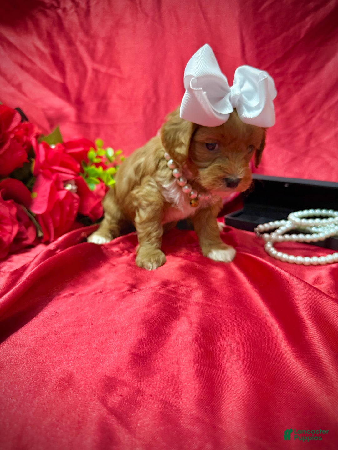 Yorkiepoo dogs for sale: Butterfinger  - Ad 7