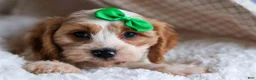 Cavachon dogs for sale: RANDY - Ad 12