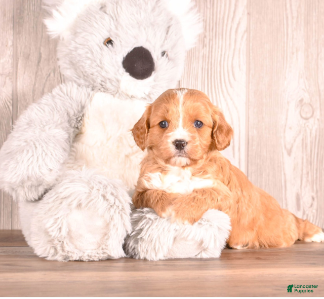 Cavapoo dogs Terry - Ad 3