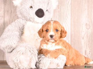 Cavapoo dogs Terry - Ad 3