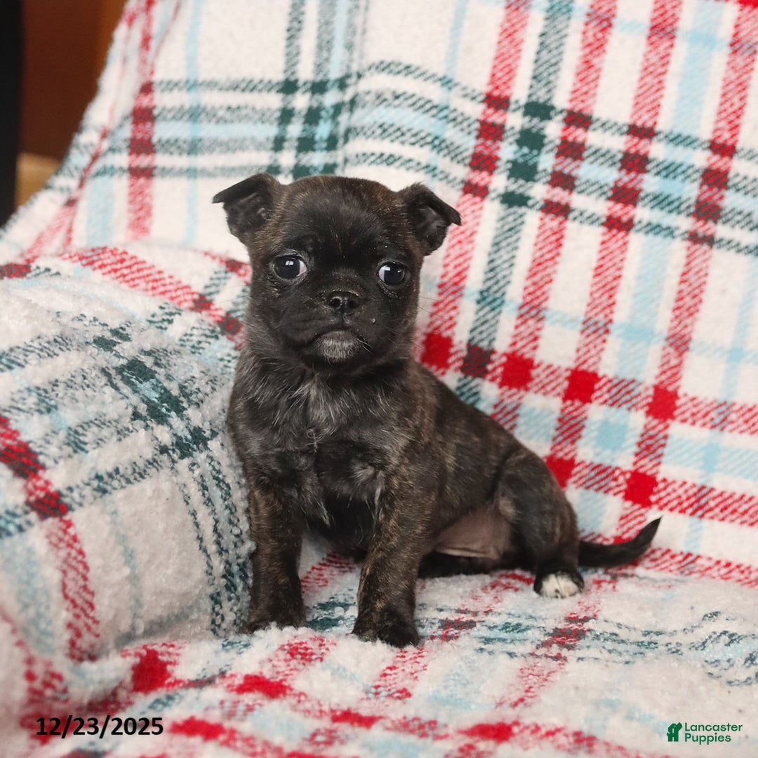 Mixed Breed dogs for sale: Hazel - Ad 4