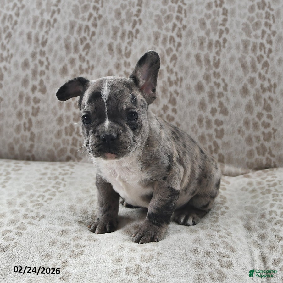 Frenchton dogs Bob - Ad 2