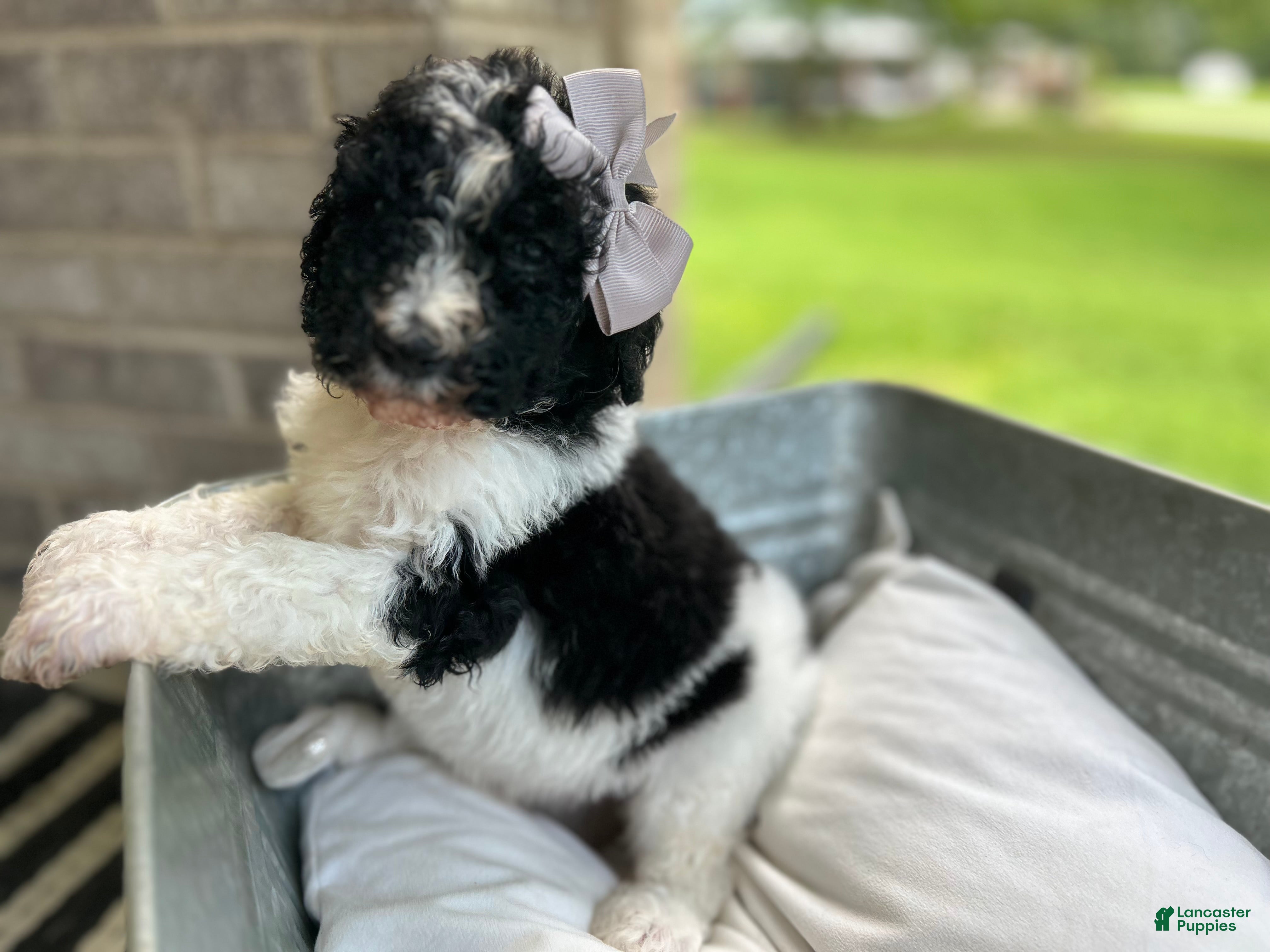 Goldendoodle dogs Goldendoodle Puppy 4 - Ad 33