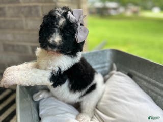 Goldendoodle dogs Goldendoodle Puppy 4 - Ad 36