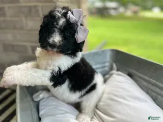 Goldendoodle dogs Goldendoodle Puppy 4 - Ad 39