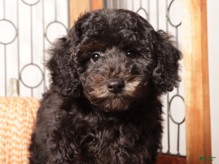 Miniature Poodle dogs Olive Smart Female Mini Poodle  - Ad 2