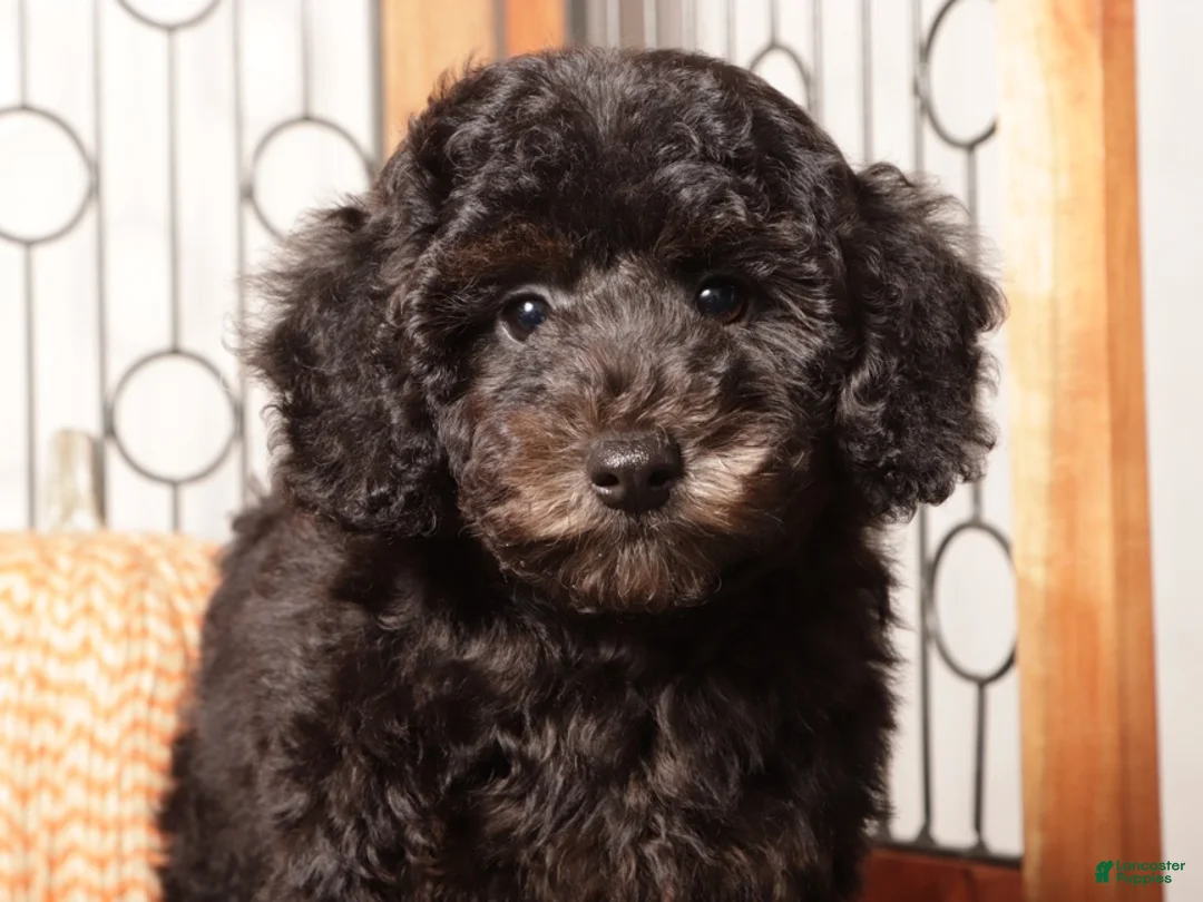 Miniature Poodle dogs for sale: Olive Smart Female Mini Poodle  - Ad 2