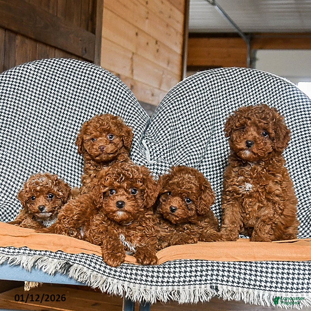 Cavapoo dogs for sale: Custard - Ad 5