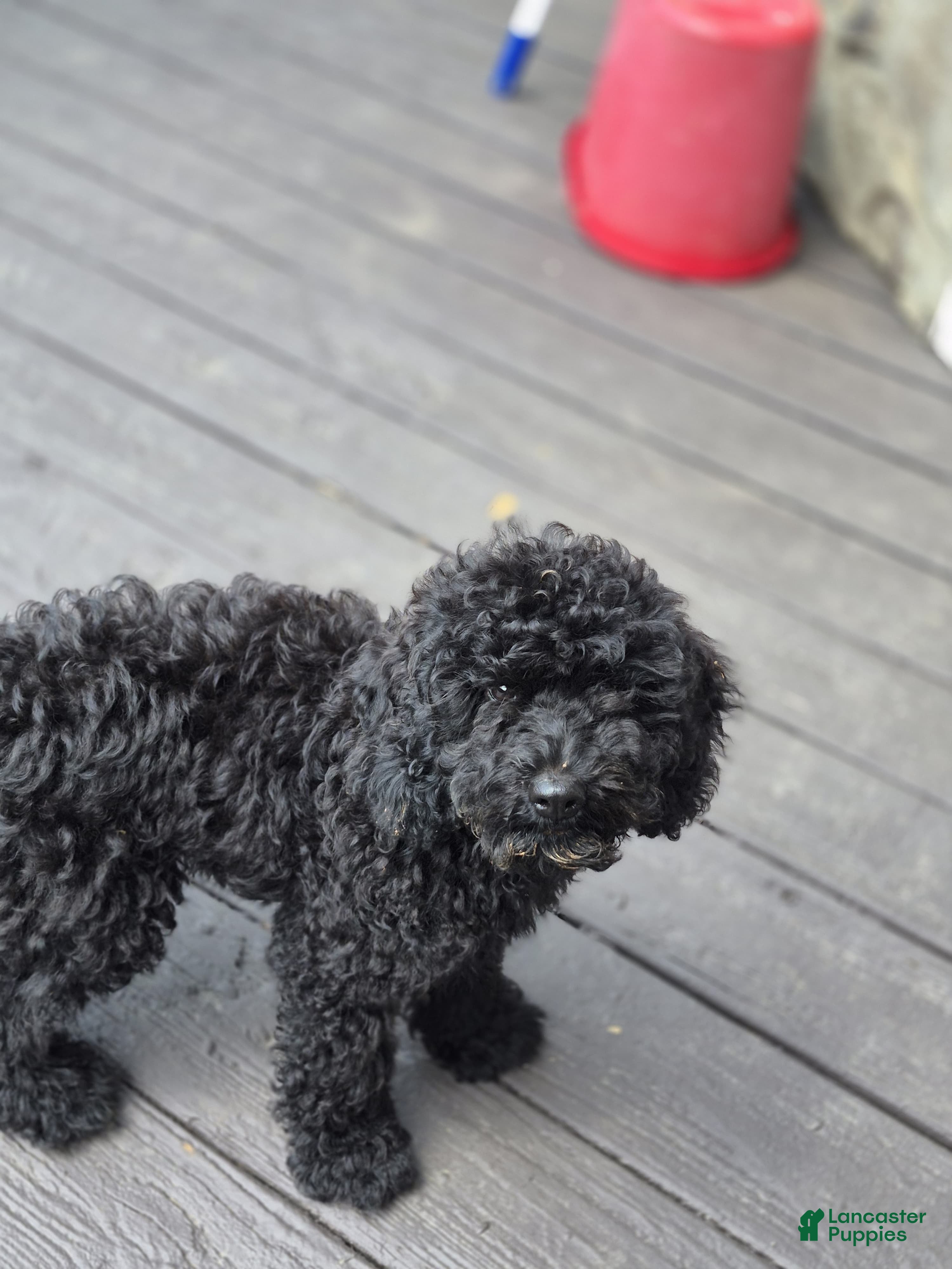 Cockapoo dogs Zayn - Ad 2