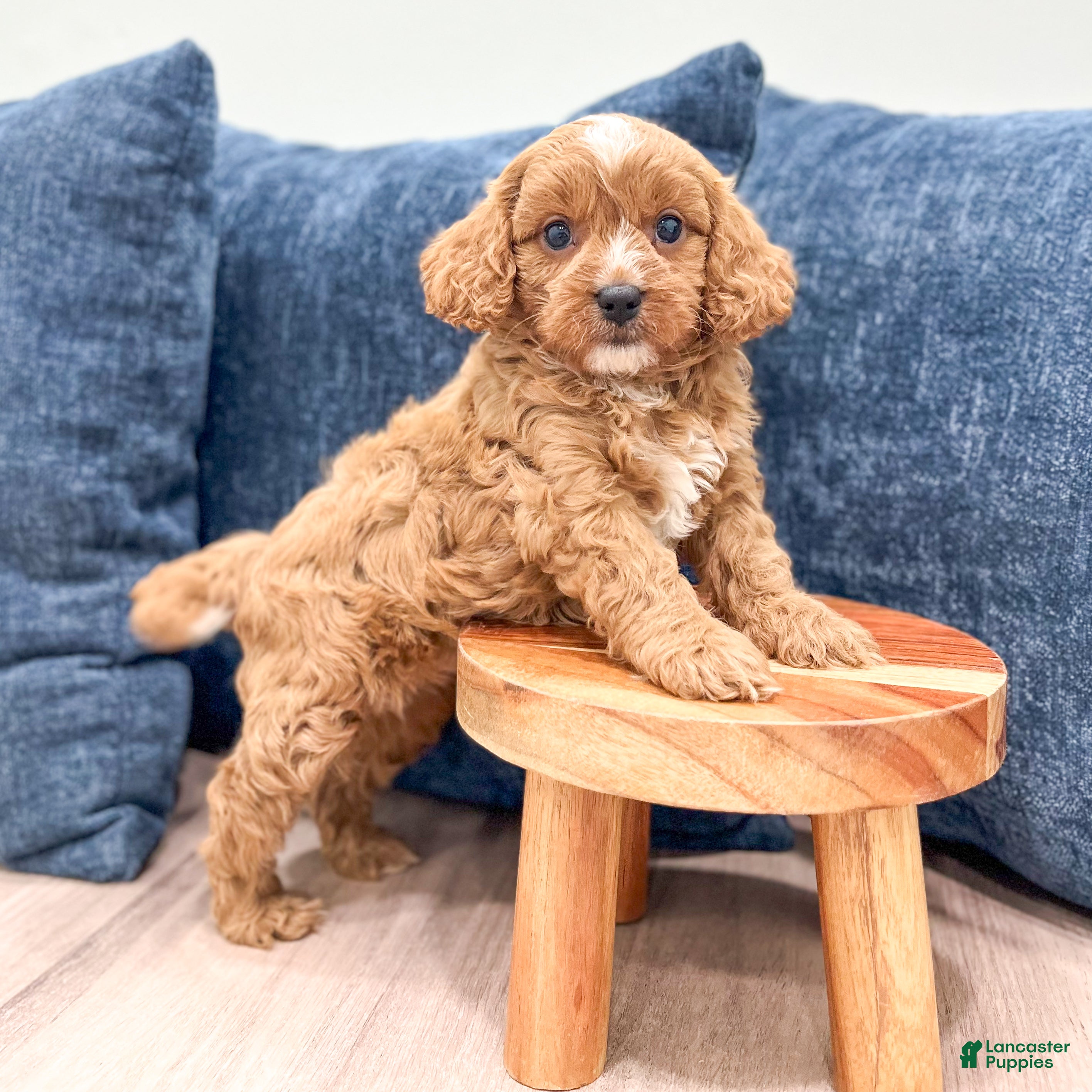 Cavapoo dogs Ashton - Ad 2