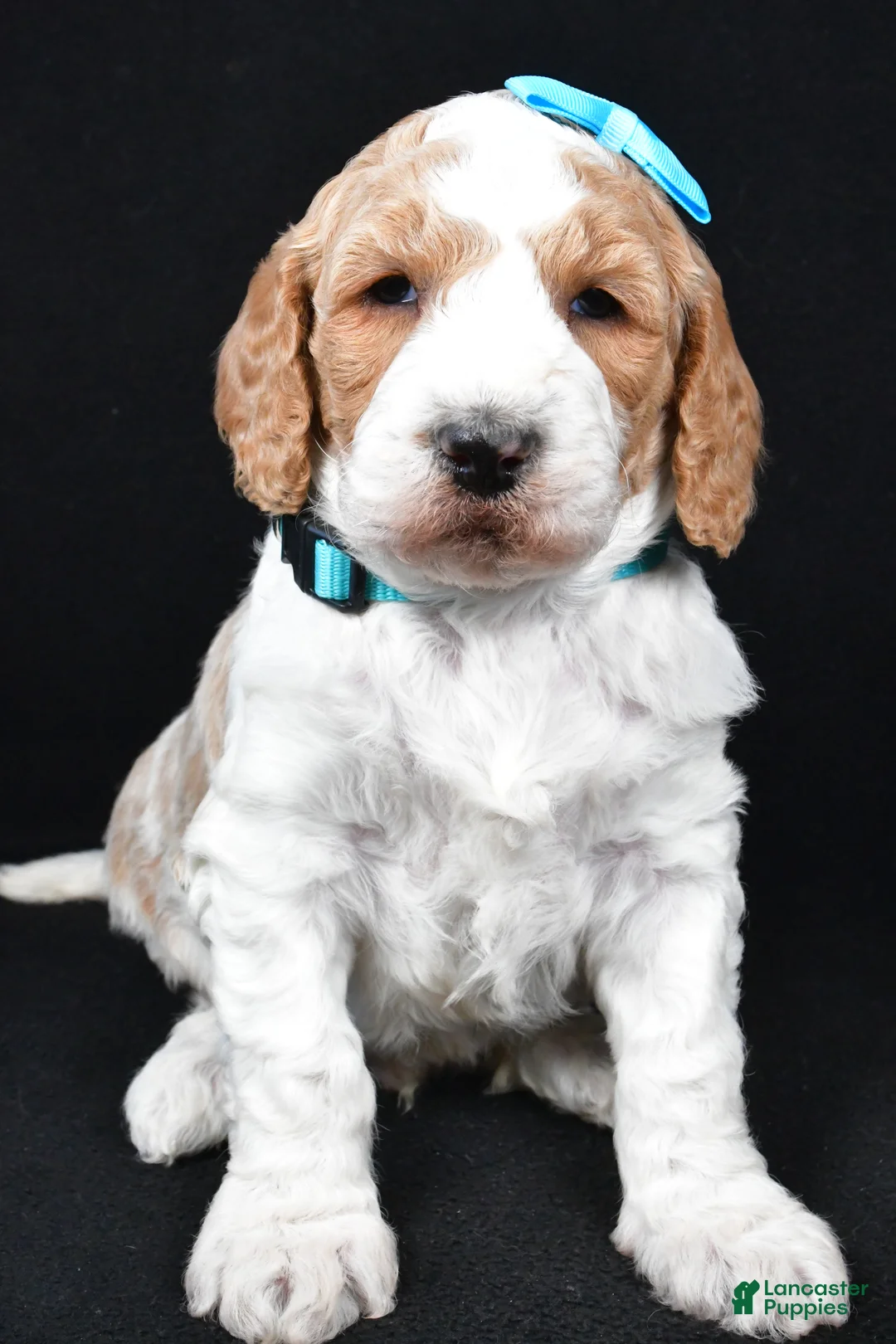 Standard Poodle dogs for sale: Franklin - Ad 3