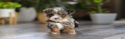Yorkiepoo dogs for sale: Sauvage - Ad 4