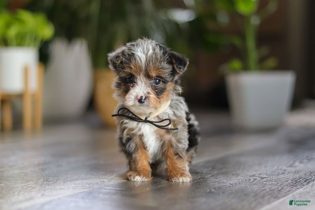 Yorkiepoo dogs for sale: Sauvage - Ad 4