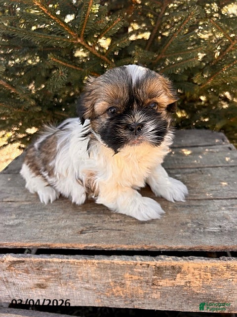 Shih Tzu dogs Jinx - Ad 1