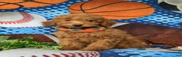 Mini Goldendoodle dogs for sale: Russell 10 lbs full grown - Ad 2